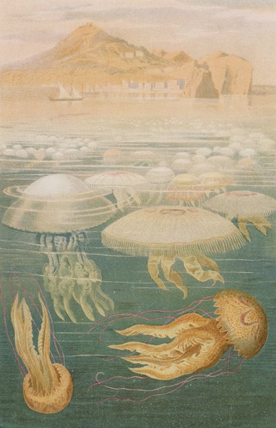 Kwallen, plaat uit Brehms Tierleben: Allgemeine Kunde des Tierreichs, vol.10, p.568, uitgegeven door Bibliographisches Institut, 1893 door German School
