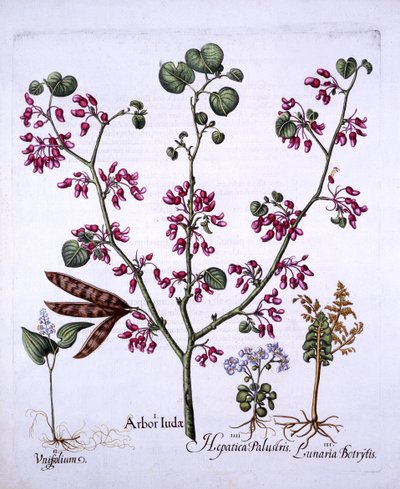 Judasboom, Lelietje-van-dalen, Maanvaren, Leverbloem, uit Hortus Eystettensis, door Basil Besler, 1613 door German School