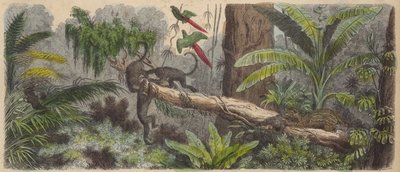Jungle in Brazilië (gekleurde gravure) door German School