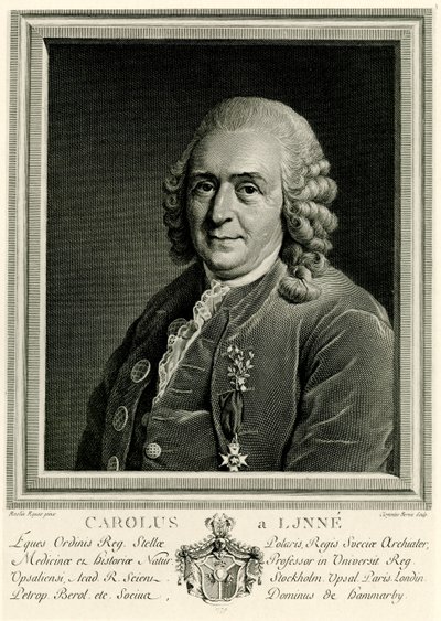 Karl von Linné door German School