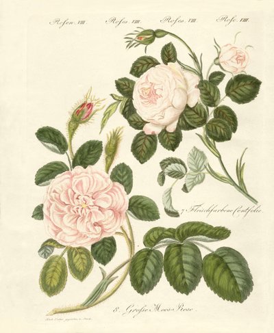 Soorten rozen door German School
