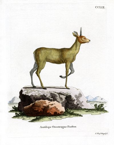 Klipspringer door German School