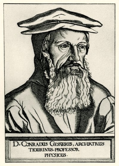 Konrad Gesner door German School