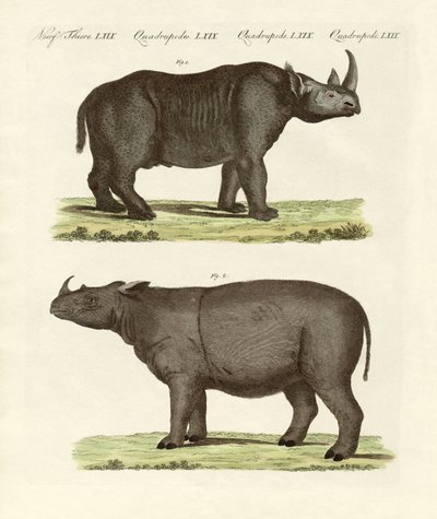 Grote viervoetige zoogdieren door German School