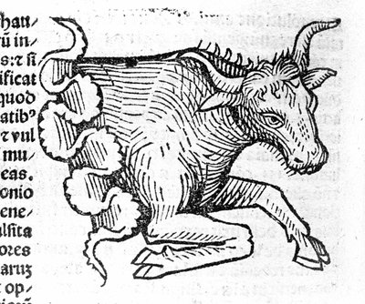 De Stier - in Verhandeling door Johannes Angeli De Magnisconnectionibue annorum revolutionibus ac eorum perfectionibus. Augsburg, Erhard Ratdolt door German School