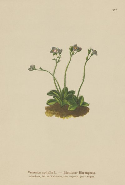 Bladloze Veronica door German School