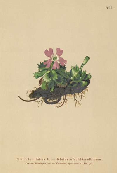 Kleine Sleutelbloem (Primula minima, Auriculastrum primula, Primula veris) door German School
