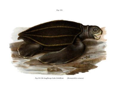 Lederschildpad door German School