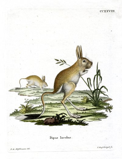 Kleine Egyptische jerboa door German School