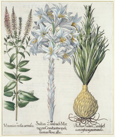 Lelie: 1.Sultan Zambach Martagon Constantinopolitanum flore albo 2.Veronica recta carnlea 3.Bol Sultan Zambach cuminfeunipartecaulis, uit Hortus Eystettensis door Basil Besler (1561-1629), pub. 1613 door German School