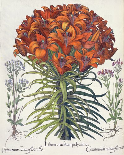 Lelie en centaurie: 1.Lilium cruentum polyanthos; 2.Centaurium minus flore rubro; 3.Centaurium minus flore albo, uit de Hortus Eystettensis door Basil Besler (1561-1629), uitgegeven 1613 door German School
