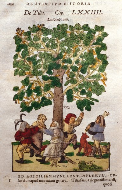Linde of Lindeboom door German School