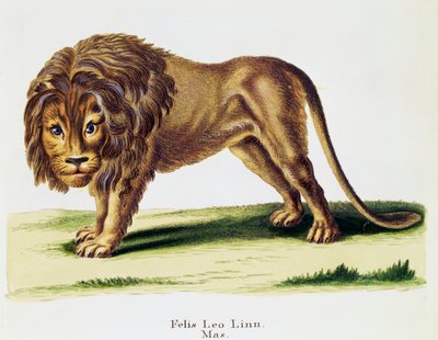 Leeuw (Felis leo), uit Zoogdieren geïllustreerd uit de natuur met beschrijvingen, door Johann Christian Daniel von Schreber (1739-1810), gravure door H I Tisroff, volume 3, tafel 97-A, Duitsland door German School