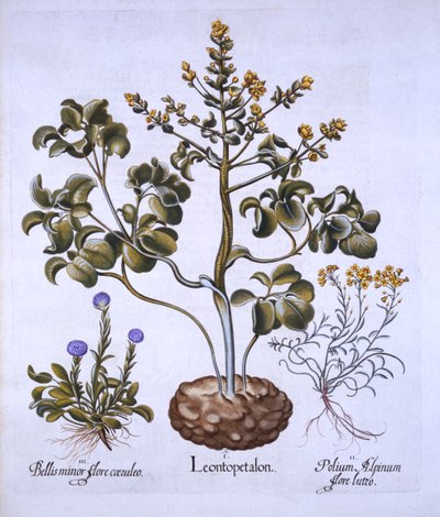 Leeuwenblad en Alpenbloemen, uit Hortus Eystettensis, door Basil Besler, 1613 door German School