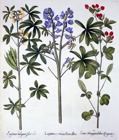 Lupines en Rode Asperge-erwt, uit Hortus Eystettensis, door Basil Besler, gepubliceerd 1613 door German School