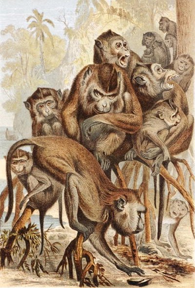 Macacus, plaat uit "Brehms Tierleben: Allgemeine Kunde des Tierreichs", deel 1, p.149, uitgegeven door Bibliographisches Institut door German School