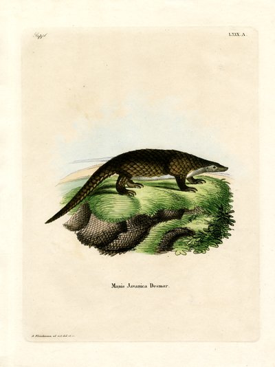 Maleise Pangolin door German School