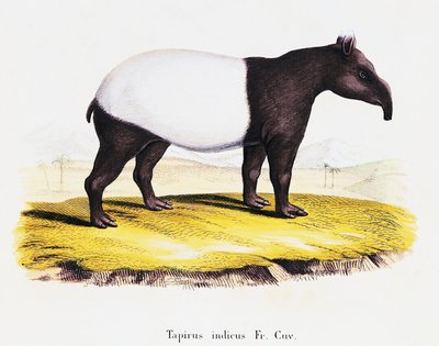 Maleise tapir (Tapirus indicus), uit Zoogdieren geïllustreerd uit de natuur met beschrijvingen, door Johann Christian Daniel von Schreber, gravure door A Fleischman naar tekening van C Weber, volume 6-7, tafel 319-A, Duitsland door German School