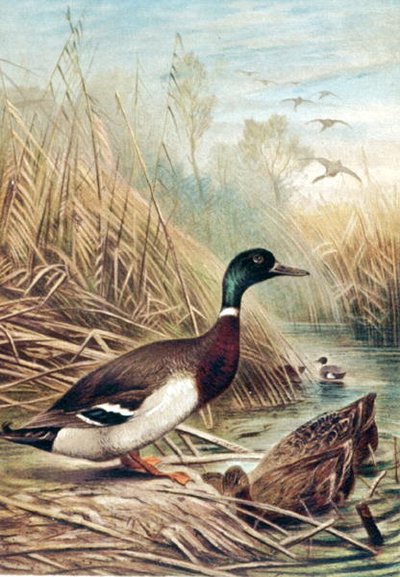 Wilde eend, plaat uit "Brehms Tierleben: Allgemeine Kunde des Tierreichs", vol.6, p.635, uitgegeven door Bibliographisches Institut door German School