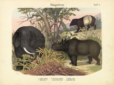 Zoogdieren, ca. 1860 door German School