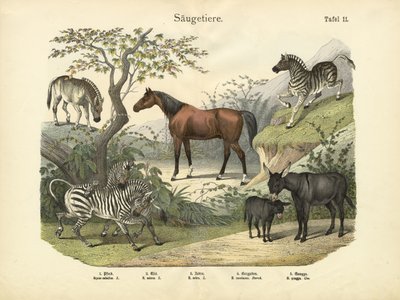 Zoogdieren, ca. 1860 door German School