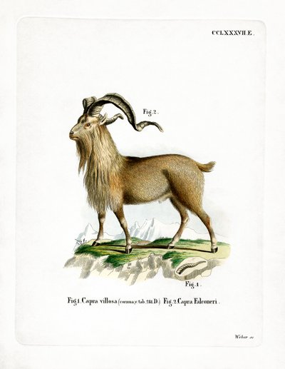 Markhor door German School
