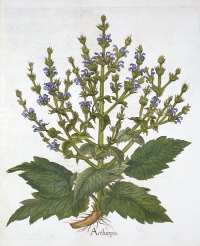Middellandse Zee Salie, uit "Hortus Eystettensis" door Basil Besler door German School