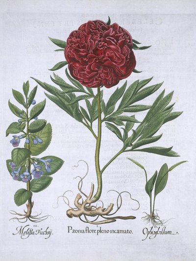 Melissa, Pioen en Odontoglossum uit Hortus Eystettensis door German School