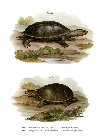 Mexicaanse Reuzenschildpad door German School