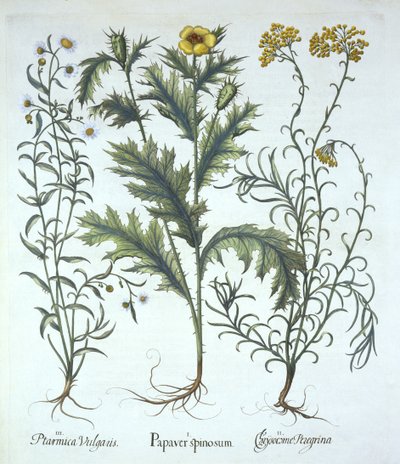Mexicaanse Papaver, Strandstro, en Sneezeweed, uit Hortus Eystettensis, door Basil Besler, gepubliceerd 1613 door German School