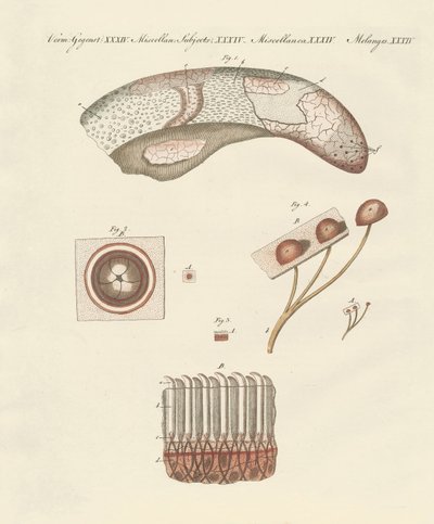 Microscopische studie van de koeientong door German School