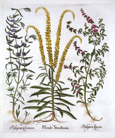 Reseda, Polei en Moerasmunt, uit Hortus Eystettensis, door Basil Besler, 1613 door German School