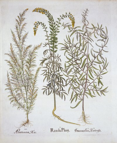 Reseda, Alsem en Dragon, uit Hortus Eystettensis, door Basil Besler, 1613 door German School