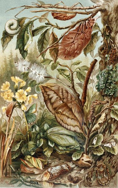 Mimicry van Insecten, plaat uit "Brehms Tierleben: Allgemeine Kunde des Tierreichs", vol.9, p.10, uitgegeven door Bibliographisches Institut door German School