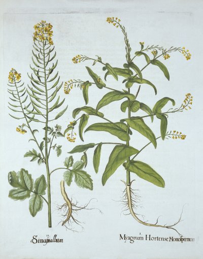 Mitre Cress en Witte Mosterd, uit Hortus Eystettensis, door Basil Besler, gepubliceerd 1613 door German School