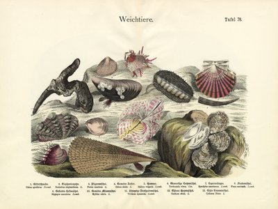 Weekdieren, ca. 1860 door German School