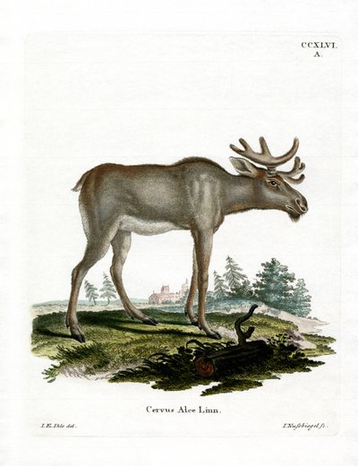 Eland door German School