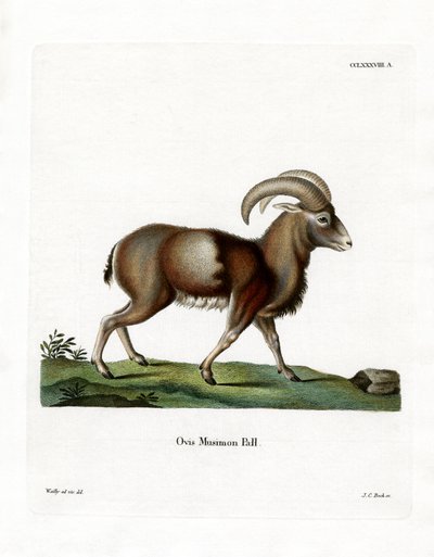Mouflon door German School