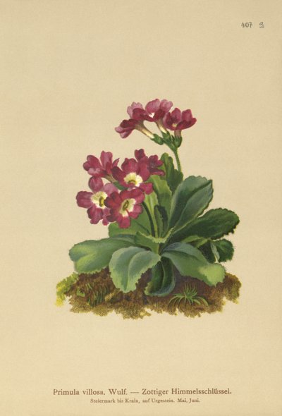 Berg Sleutelbloem (Primula villosa) door German School