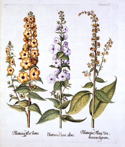 Toorts, geslacht Verbascum, uit Hortus Eystettensis, door Basil Besler, 1613 door German School
