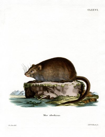Muskusrat door German School