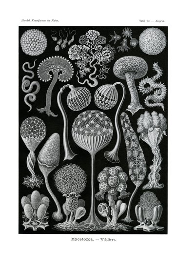 Mycetozoa door German School