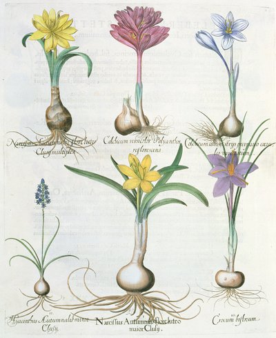 Narcissen, krokussen en hyacint: 1.Narcissus autumnalis; 2.Hyacinthus autumnalis; 3.Crocum biflorum; 4.Colchium album; 5.Colchium versicolor; 6.Narcissus autumnalis, uit de Hortus Eystettensis door Basil Besler door German School