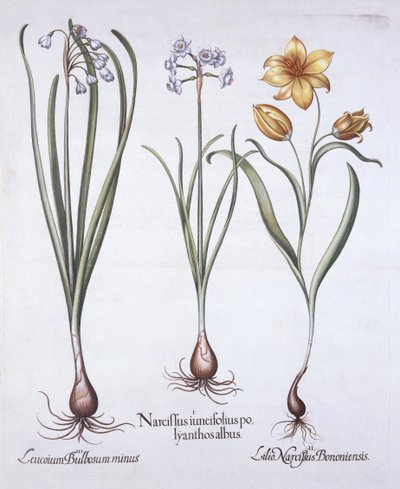 Narcis, Tulp en Zomersneeuwvlok, uit Hortus Eystettensis, door Basil Besler, 1613 door German School