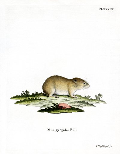Smalhoofdwoelmuis door German School