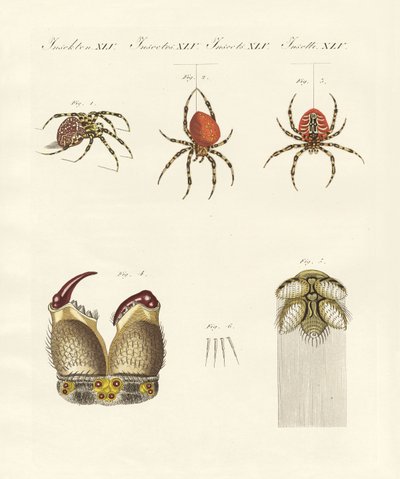 Natuurlijke geschiedenis van de spin door German School