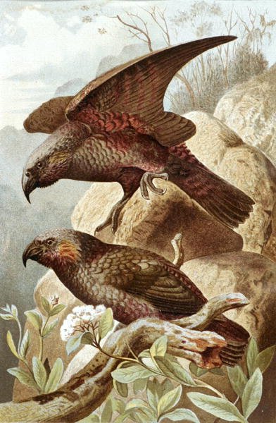 Nestor papegaai, plaat uit "Brehms Tierleben: Allgemeine Kunde des Tierreichs", vol.5, p.382, uitgegeven door Bibliographisches Institut door German School