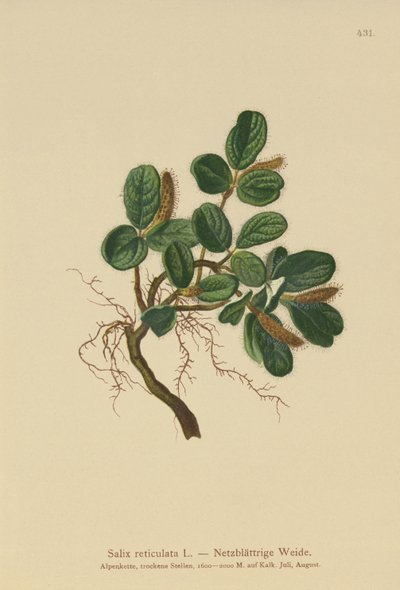 Netbladige Wilg (Salix reticulata) door German School