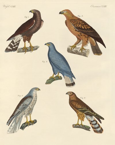 Nieuw bekende roofvogels door German School