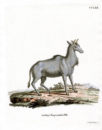 Nilgai door German School